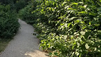 Berlin testet RooterWave-Verfahren: Strom gegen Japanischen Staudenknöterich