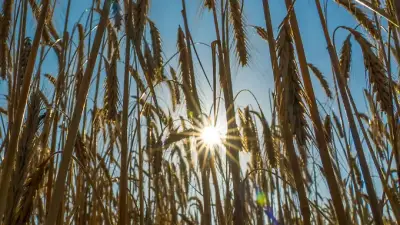 Berlin und Brandenburg: Temperaturen knapp unter 30 Grad, Unwetter drohen