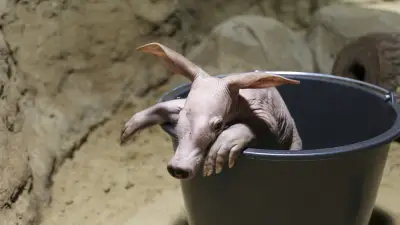 Berliner Zoo: Erdferkel-Nachwuchs – „kleiner Höhlenkobold“ sucht Paten