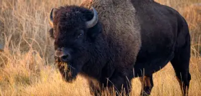 Bison schleudert Tourist 2,4 Meter hoch: Schwer verletzt im Yellowstone
