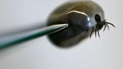 Borreliose-Fälle in MV sinken: Spitzengruppe verlassen