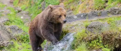 Bär dringt in Küche ein und durchwühlt Kühlschrank in Japan