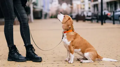 Bremen führt Hundeführerschein: Prüfung für Hundehalter ab Juli 2026 Pflicht