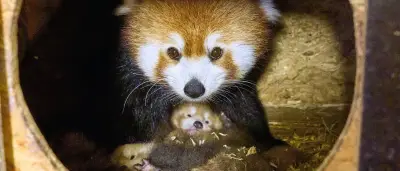 Doppeltes Pandaglück: Zwei Rote Pandababys im Tiergarten Kleve geboren