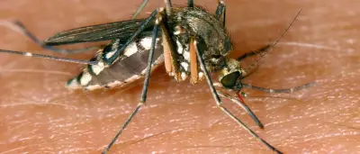 Erste West-Nil-Virus-Infektion in Deutschland 2025 nachgewiesen