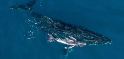 Erstmals Drohne filmt Geburt eines Buckelwals vor Australien
