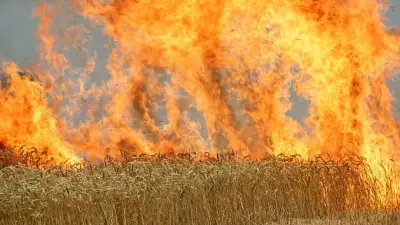 Feuerwehr löscht großen Flächenbrand bei Rheinsberg