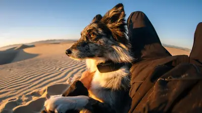 Fi Ultra: Satelliten-Halsband ortet Ausreißer-Hunde auch ohne Mobilfunk