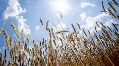 Frühe Ernte in Niedersachsen: Hitze mindert Weizenqualität