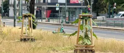 Gefällte Jungbäume in Potsdam: Kein Vandalismus, sondern geplante Pflanzung