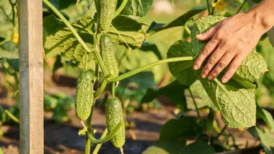 Gemüse clever kombinieren: Diese Beetnachbarn lassen Gurken besser wachsen