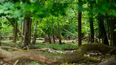 Gluthitze in Berlin: Waldbrandgefahr bleibt hoch – Das müssen Besucher beachten