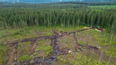 Grün-Feucht-Kühl-Index: Sachsens Natur verliert Schutzfunktion gegen Wetterextreme