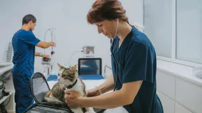 Guten Tierarzt erkennen: Kriterien für Fachwissen und Einfühlungsvermögen