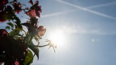 Hessen: Abkühlung am Montag, dann bis 37 Grad Hitze
