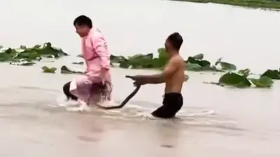 Hochwasser in China: Hunderte Schlangen aus Zuchtfarm entkommen
