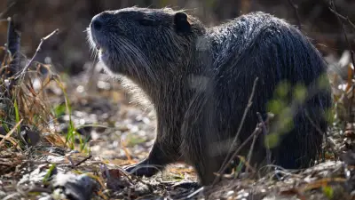 Jagd auf Nutrias in Deutschland: 131.157 Tiere erlegt – Rekordjagd gegen invasive Nager
