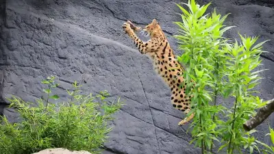Jagdtraining für Servale im Tierpark Hagenbeck: Sprungkraft bis zwei Meter