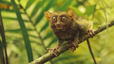 Koboldmaki: Primaten mit den größten Augen der Welt