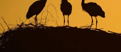 Kot als Sonnencreme: Wie Wildtiere mit Extremhitze umgehen