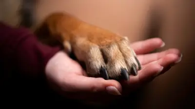 Krallen schneiden beim Hund: Warum regelmäßiges Kürzen so wichtig ist
