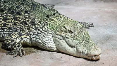 Krokodil in Wilhelma würgt Plastikmüll hoch – Tierschützer kritisieren Zoo