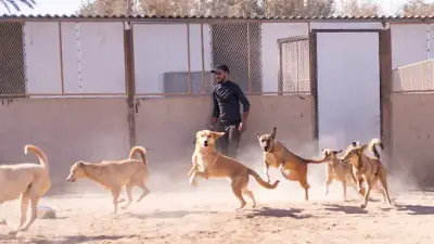 Marokko: Hunderte Tote Hunde vor WM 2030?