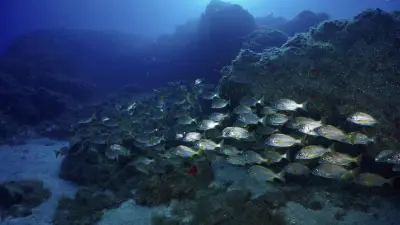 Meeresboden sackt um 4,2 Meter ab: Forscher dokumentieren seltenes Naturereignis