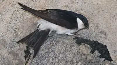 Mehlschwalben in Thüringen: Schlechtes Wetter und fehlende Nester bedrohen Bestand