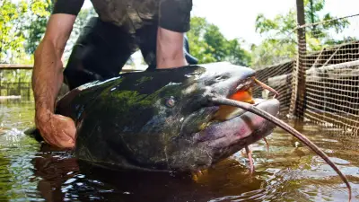 Monster-Welse im Gardasee: Lombardei jagt invasive Raubfische mit neuer Taktik