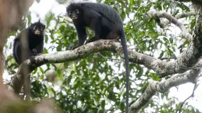 Neue Affenart im Kongobecken entdeckt: Colobus congoensis stark gefährdet