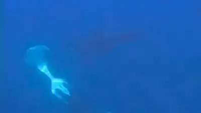 Orcas lassen Mondfische explodieren: Forscher rätseln über Verhalten
