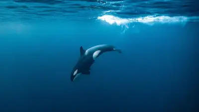 Orcas rammen Mondfisch: Koordinierte Zerlegung oder Spiel?
