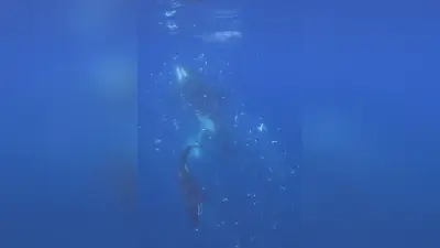 Orcas zerschmettern Mondfische: Spektakuläre Jagdtechnik vor Mexiko