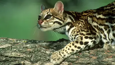 Ozelot und Opossum: Unerwartete Freundschaft im Regenwald