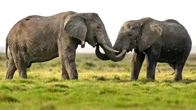 Rätselhafter Tod von 15 Elefanten im Amboseli-Nationalpark in Kenia