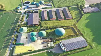 Schweinezucht-Riese Geestferkel meldet Insolvenz an