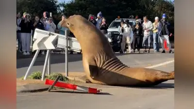 See-Elefant in Australien: Tonnenschweres Tier zerstört Poller