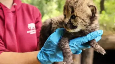 Seltene Mehrlingsgeburt: Sieben Gepardenbabys im Zoo Münster geboren