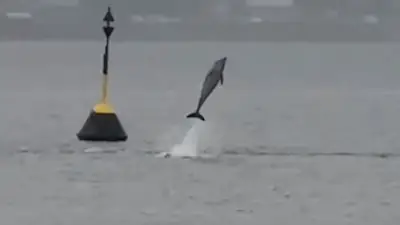 Seltene Wal-Sichtung in der Ostsee: Video zeigt springenden Meeressäuger