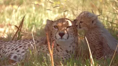 Sieben seltene Gepardenbabys im Whipsnade Zoo geboren
