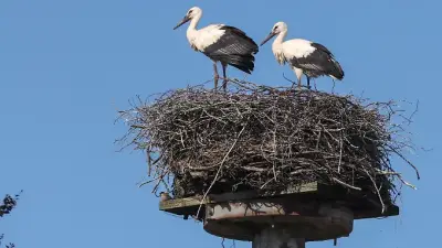 Storchen-Boom in Deutschland: Bestand mehr als verfünffacht