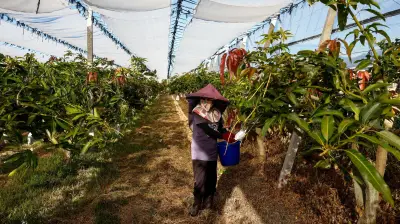 Taiwan exportiert erstmals Premium-Mangos nach Europa