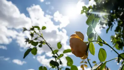 Temperaturen über 30 Grad: Nächste Hitzewelle in Hessen erwartet