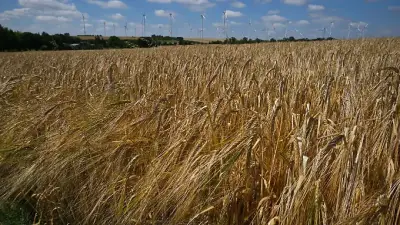 Thüringen erwartet geringere Getreideernte 2026