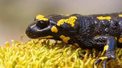 Tierfreunde retten Feuersalamander-Larven vor dem Austrocknen in Sachsen