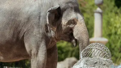 Tierpark Hellabrunn: Elefantenkuh Temi erwartet Nachwuchs im August 2027