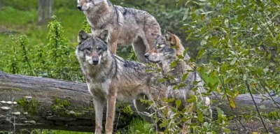 Toskana: Hündin stirbt bei Schutz von Kleinkind vor Wolf