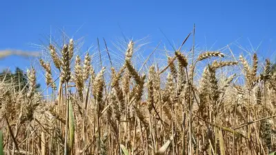 Trockenheit in NRW: Lage ernst, Weizenernte leidet