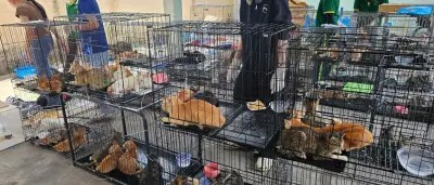 Vietnam: Razzia gegen Katzenfleischhandel – mehr als 400 Tiere gerettet